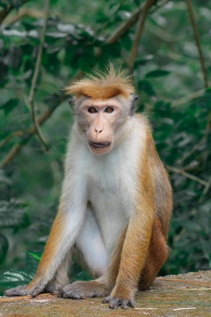 Sri Lanka Toque Macaque sits amidst lush greenery in Sri Lanka
