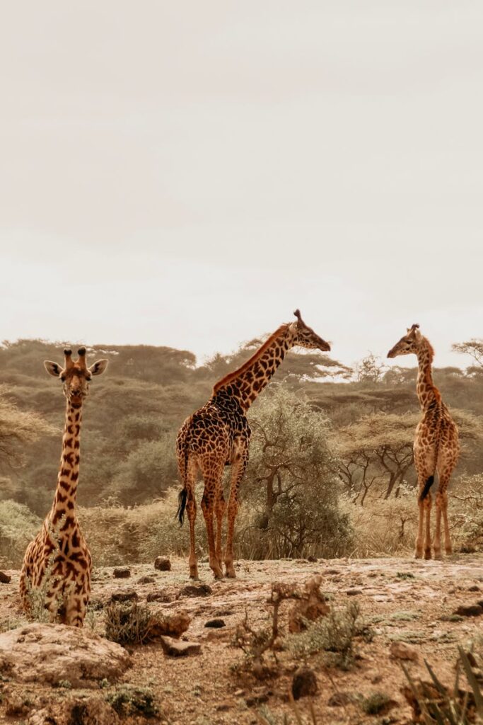 Sri Lanka A serene view of three giraffes in the African savannah with lush vegetation.