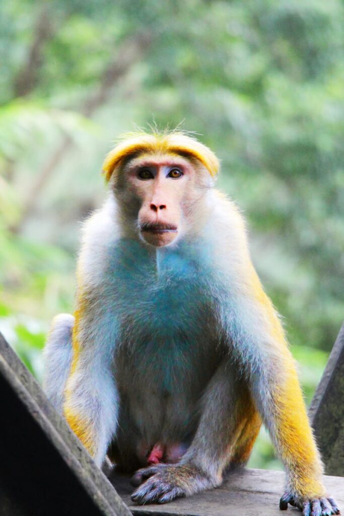 Home Toque macaque sits on a bridge in Dambulla, Sri Lanka, surrounded by lush foliage.